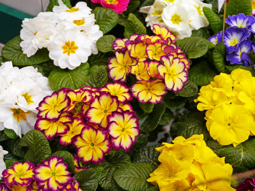 829515 (a): :2500x1877